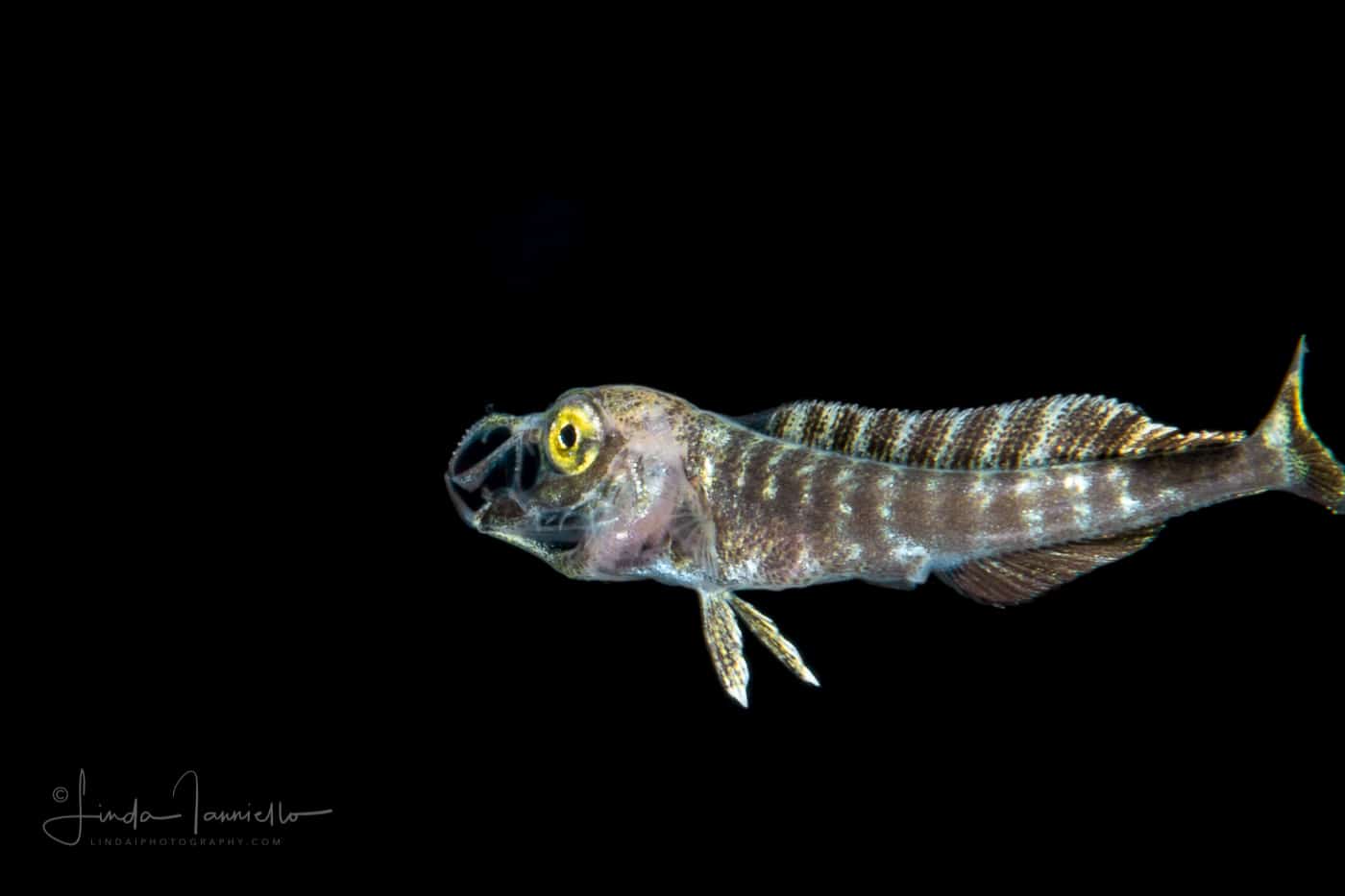 Dolphinfish Juvenile MahiMahi Coryphaena hippurus