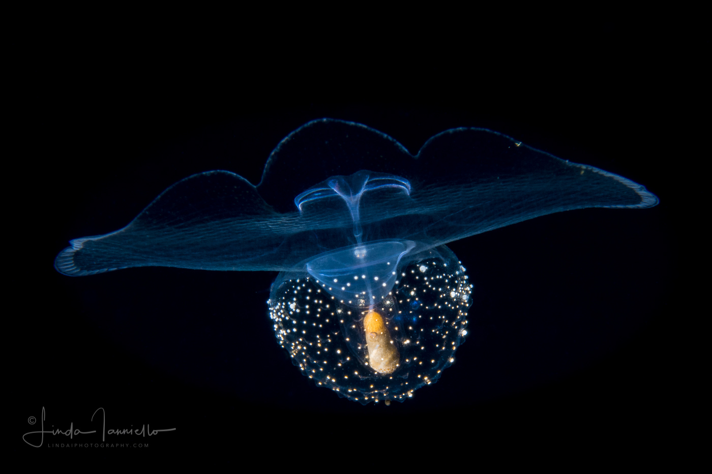 Sea Butterfly Thecosome Pteropod Corolla spectabilis