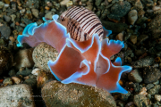Hydatina physis Hydatina physis