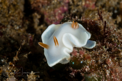 Ardeadoris angustolutea