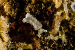 Bulbaeolidia alba