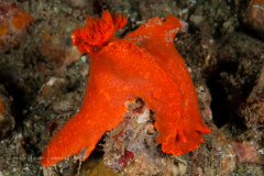 Ceratosoma gracillimum
