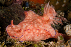 Ceratosoma trilobatum