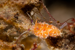 Close to Flabellina sp. 3 in NSSI