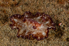 Discodoris boholiensis