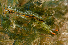 Elysia marginata