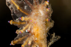 Eubranchus sp. 1