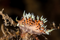 Facelina or Caloria elegans?