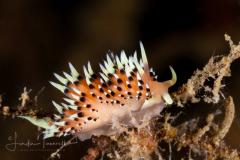 Facelina or Caloria elegans?