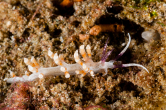 Facelinid sp. 2