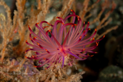 Flabellina angelvaldesi
