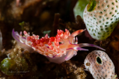 Coryphellina rubrolineata