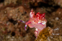 Coryphellina rubrolineata