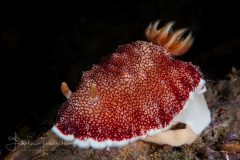 Goniobranchus reticulatus