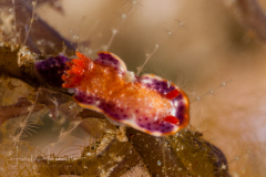 Goniobranchus sp. 41 NSSI