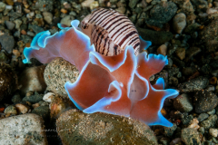 Hydatina physis