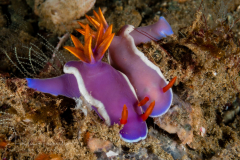 Hypselodoris bullockii