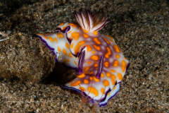 Hypselodoris pulchella