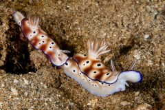 Hypselodoris tryoni