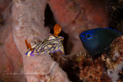 Hypselodoris zephyra
