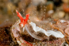 Lomanotus sp.