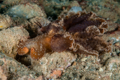 Melibe viridis