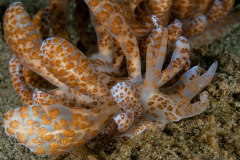 Phyllodesmium longicirrum