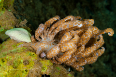 Phyllodesmium longircirrum