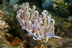 Phyllodesmium magnum