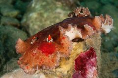 Platydoris formosa