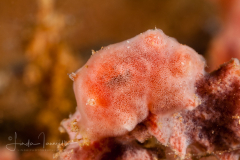 Rostanga sp. 7