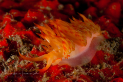 Sakuraeolis nungunoides