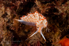 Sakuraeolis nungunoides