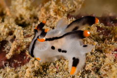 Thecacera picta