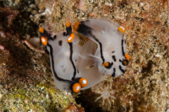 Thecacera picta