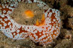 Umbraculum umbraculum