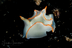 Unknown Siphopteron