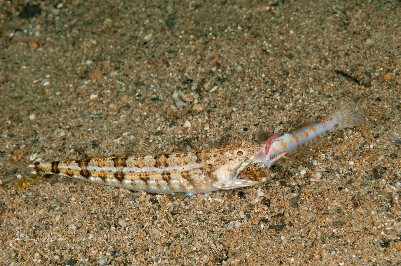 Clearfin Lizardfish - Synodus dermatogenys