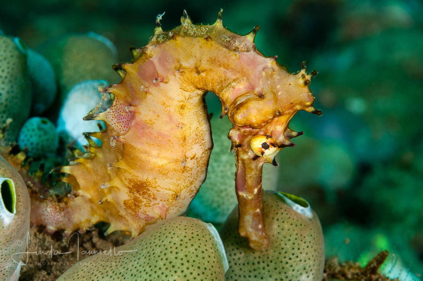 Thorny Seahorse - Hippocampus histrix