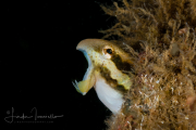 Fangblenny Fangblenny