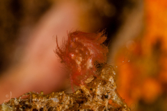 Algae Shrimp - Phycocaris simulans