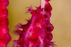 Allied Cowrie - Eizo’s Ovulid - Dentiovula eizoi
