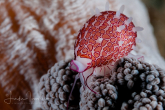Allied Cowrie - Margarita Egg Cowrie - Diminovula margarita