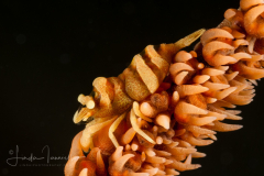 Anker's Whip Coral Shrimp - Pontonides ankeri