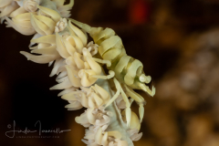 Anker's Whip Coral Shrimp - Pontonides ankeri