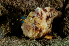 Bandfin Frogfish - Anennatus tuberosus