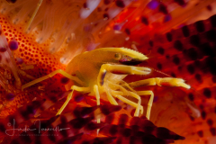 Brook's Urchin Shrimp - Allopontonia brooki