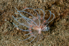 Common Lionfish - Pterois volitans