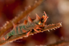 Dragon Shrimp - Miropandalus hardingi