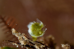 Green Hairy Shrimp -Phycocaris sp.